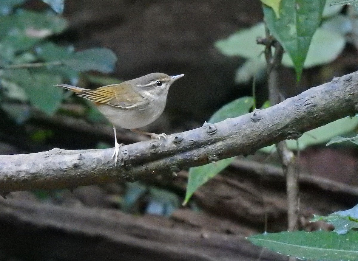 Mosquitero Boreal - ML502353161