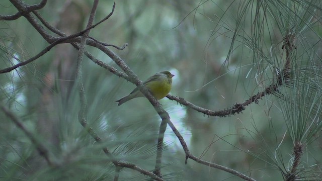 カナリア - ML502353881