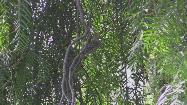 カナリア - ML502354441