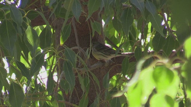 カナリア - ML502354961