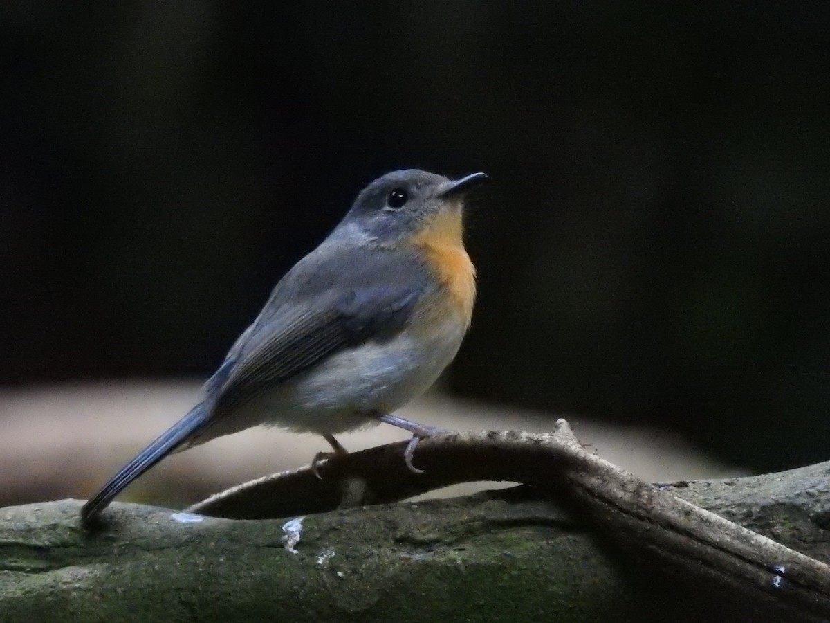 Indochinese Blue Flycatcher - ML502355041