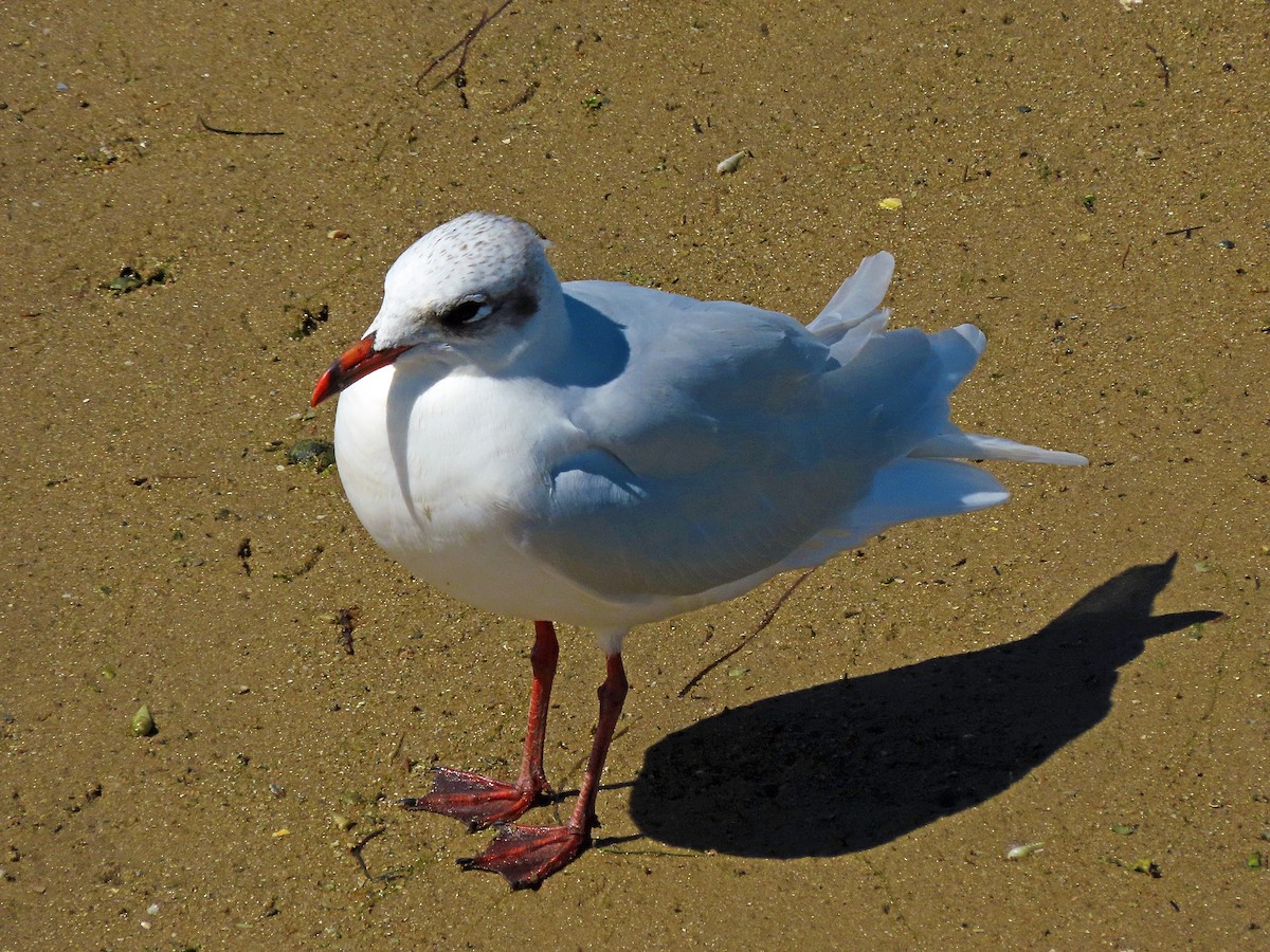 Gaviota Cabecinegra - ML502355721