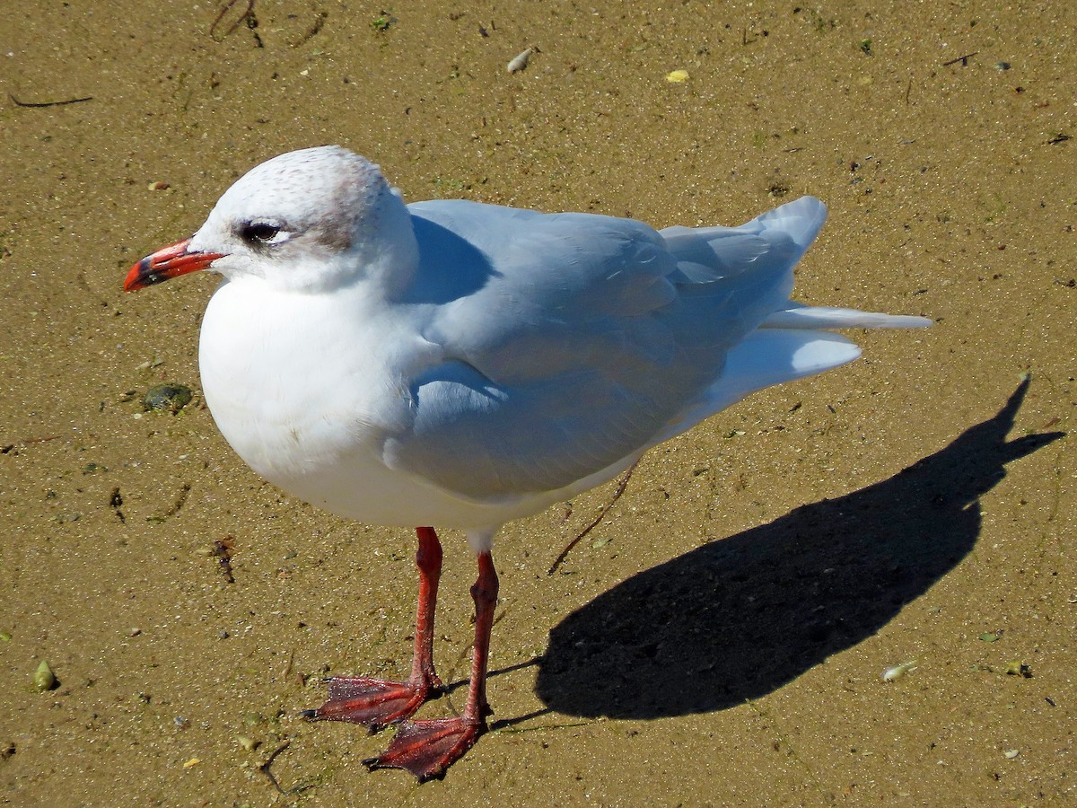 Gaviota Cabecinegra - ML502355731