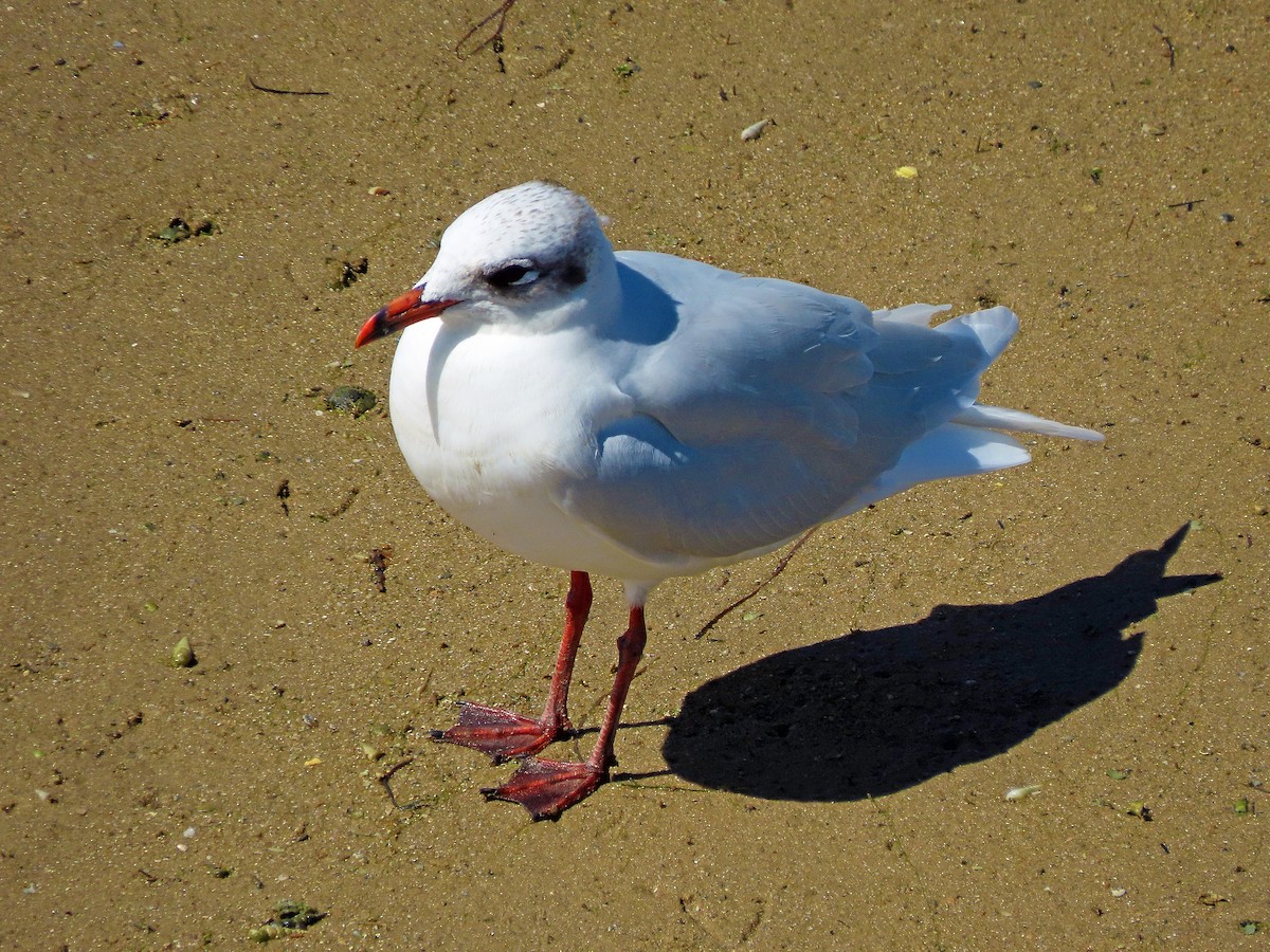 Mediterranean Gull - ML502355741