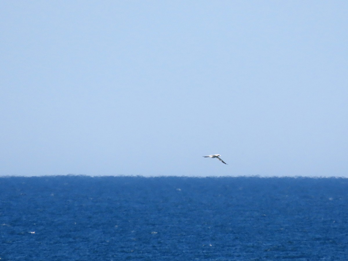 Northern Gannet - Brian Carruthers