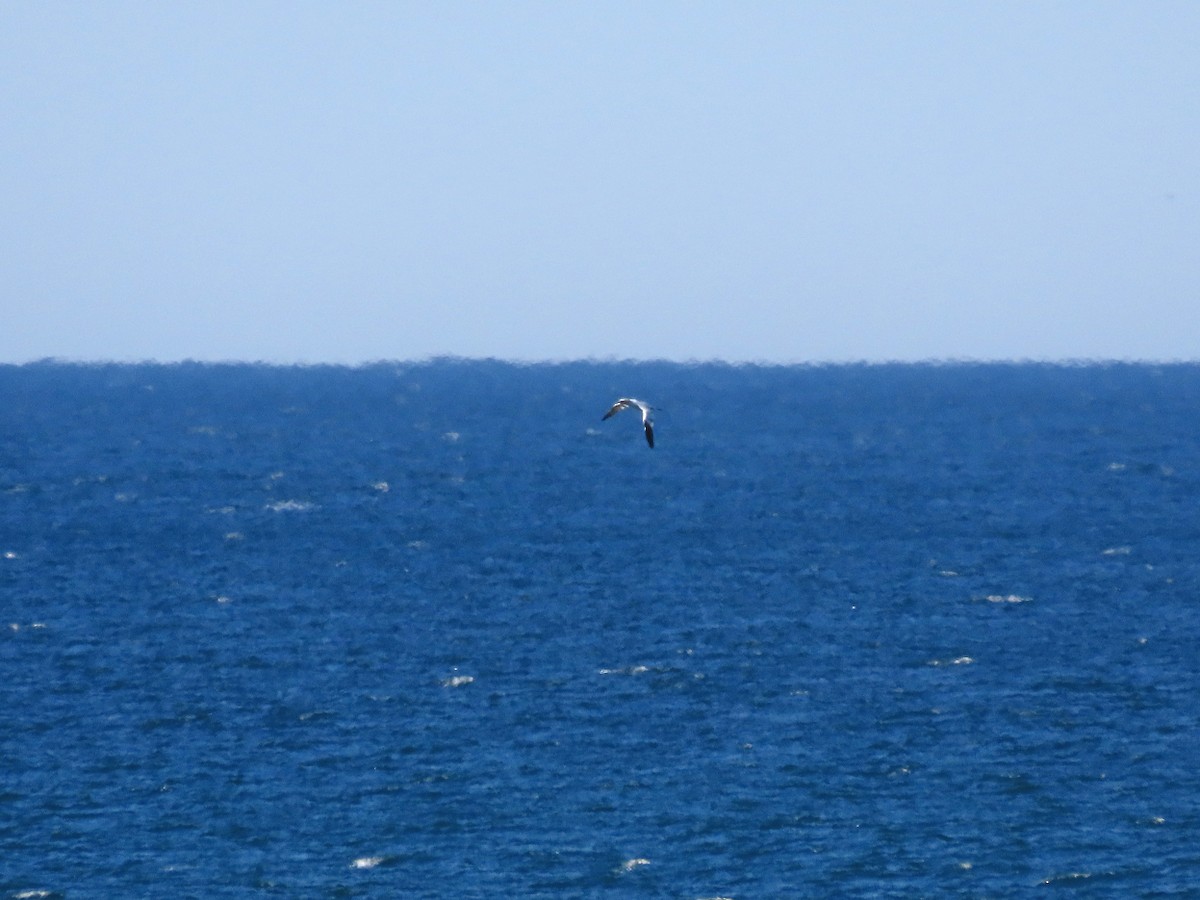 Northern Gannet - Brian Carruthers