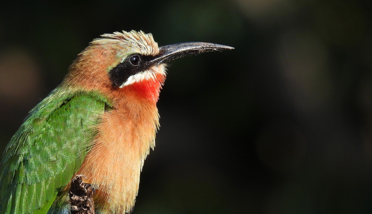 White-fronted Bee-eater - Andrew Stainthorpe