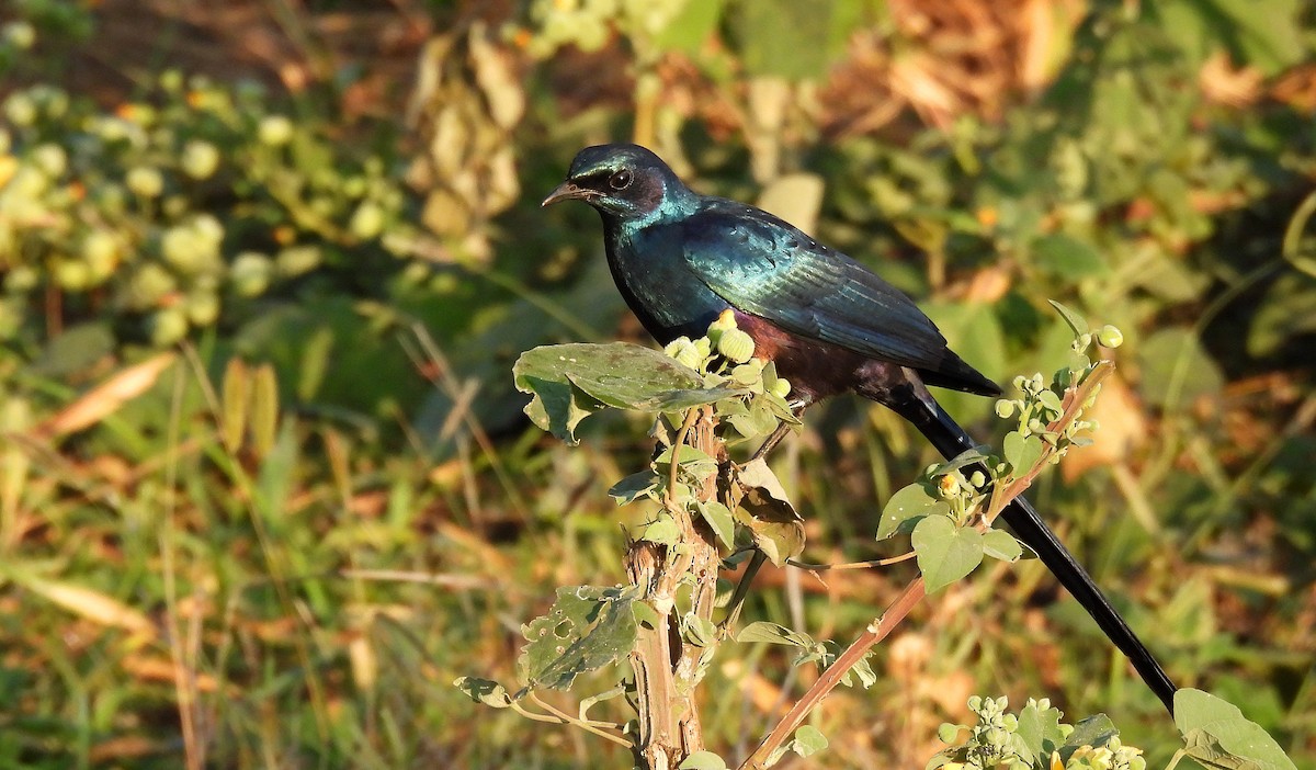 Meves's Starling - Andrew Stainthorpe