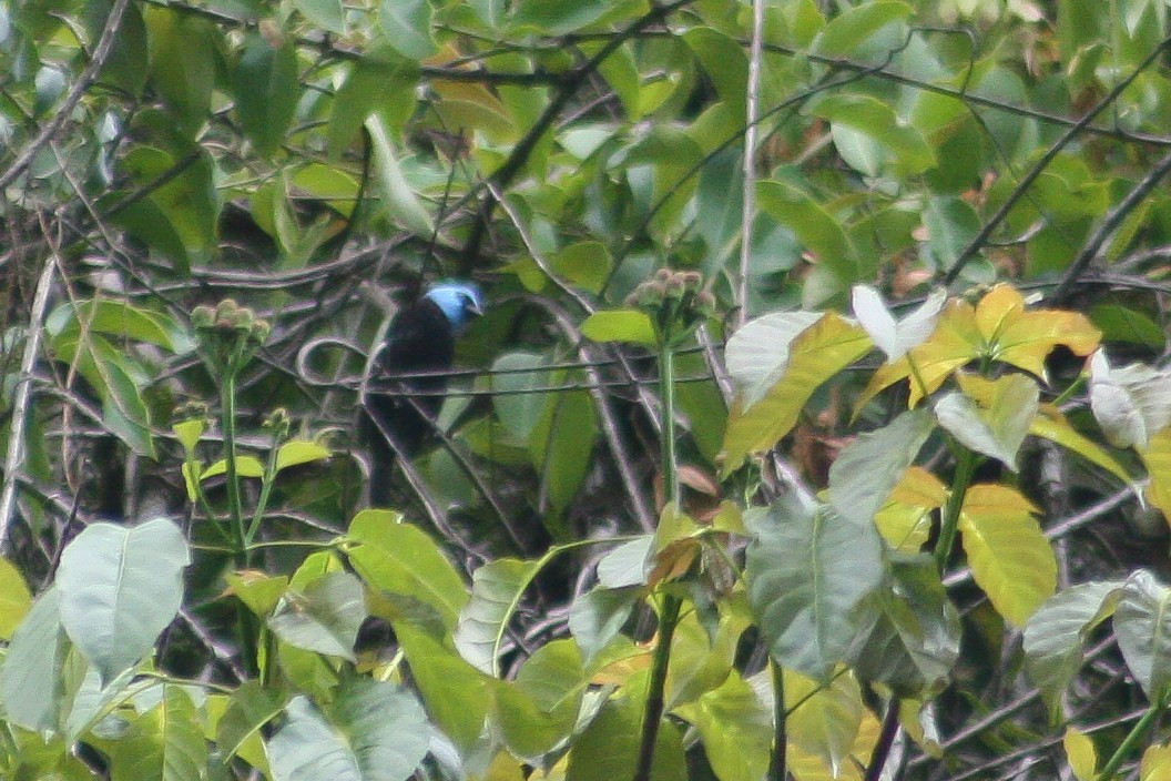 Blue-necked Tanager - ML502357361