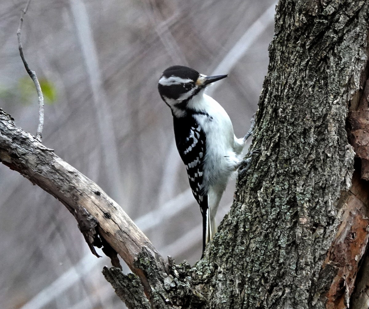 Hairy Woodpecker - Louise Courtemanche 🦅