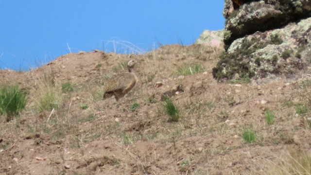 Ornate Tinamou - ML502360771