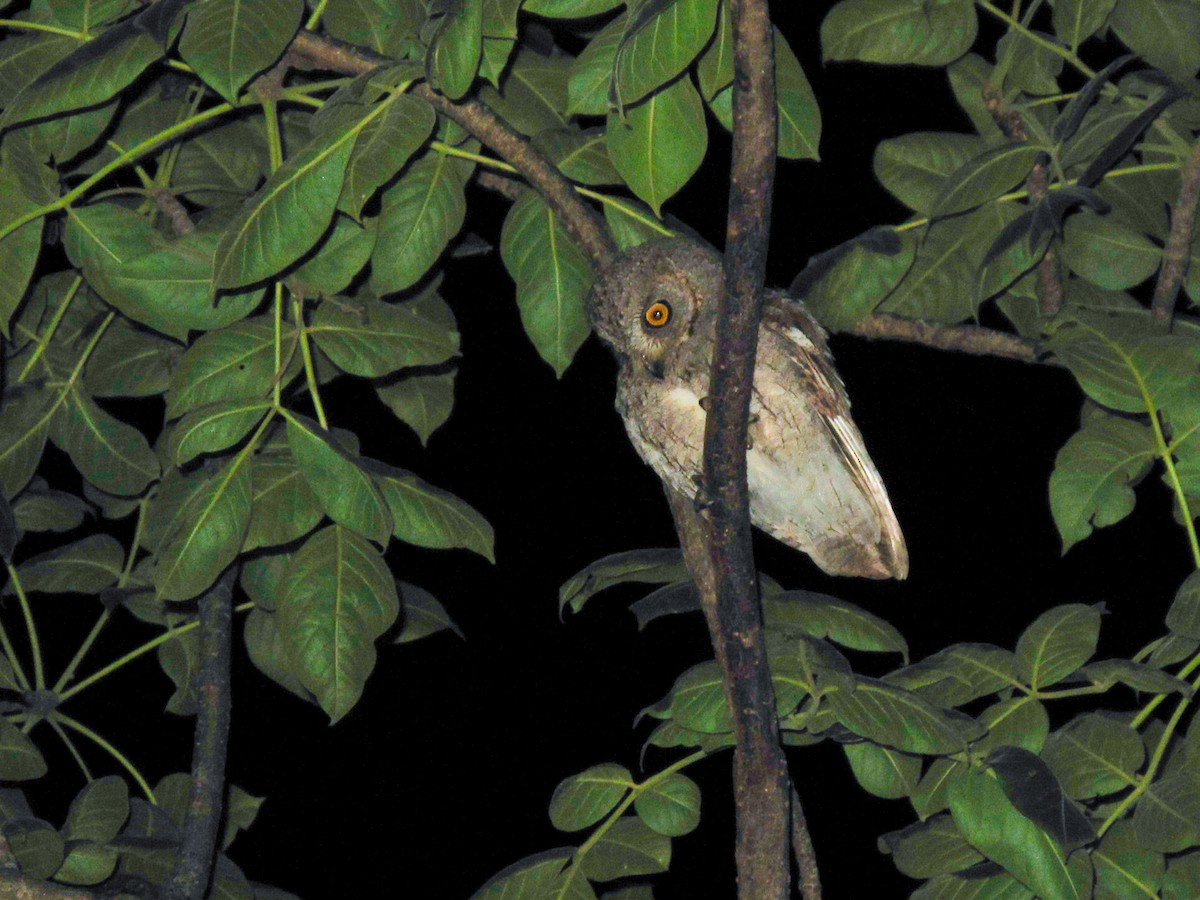 Socotra Scops-Owl - ML502362581