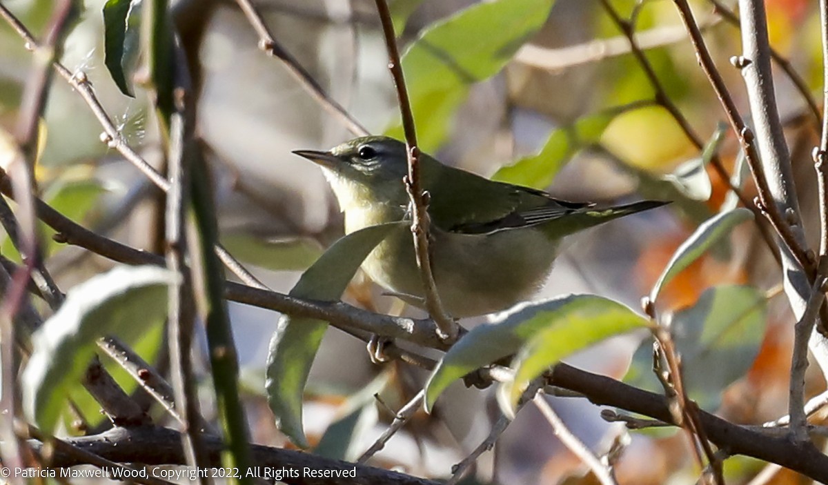 Tennessee Warbler - ML502363061