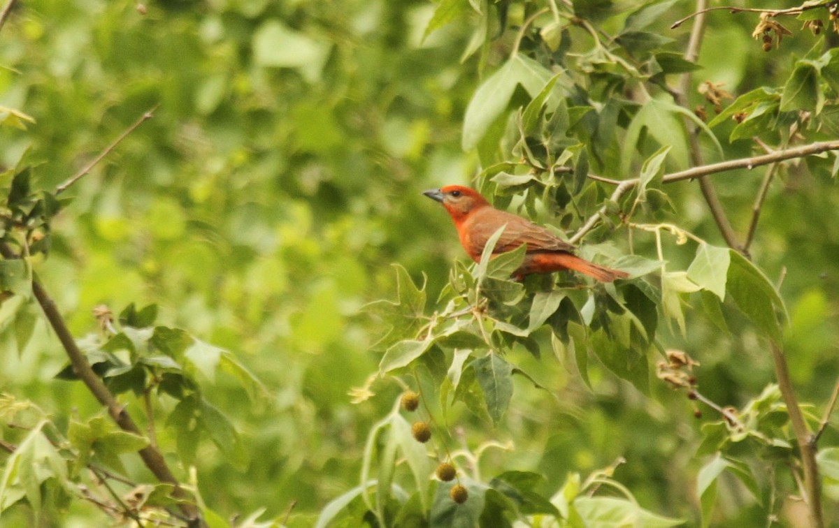 Hepatic Tanager - ML502363691
