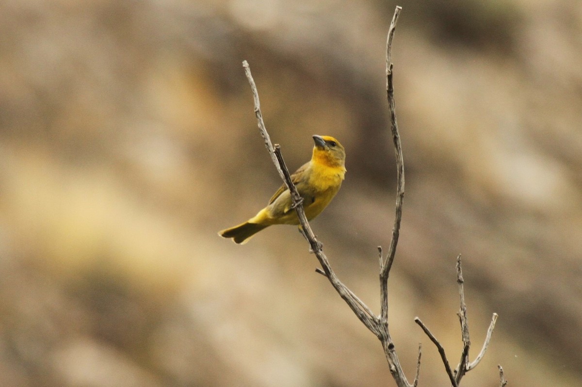Hepatic Tanager - ML502364021