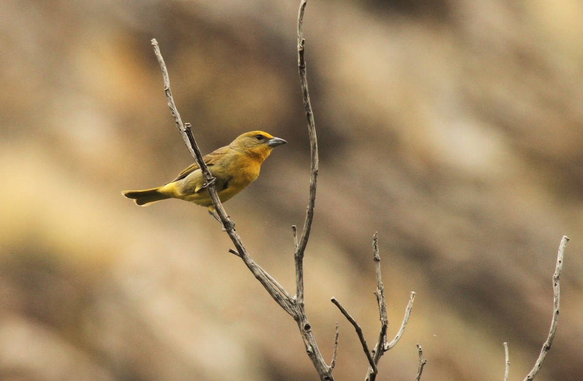 Hepatic Tanager - ML502364031