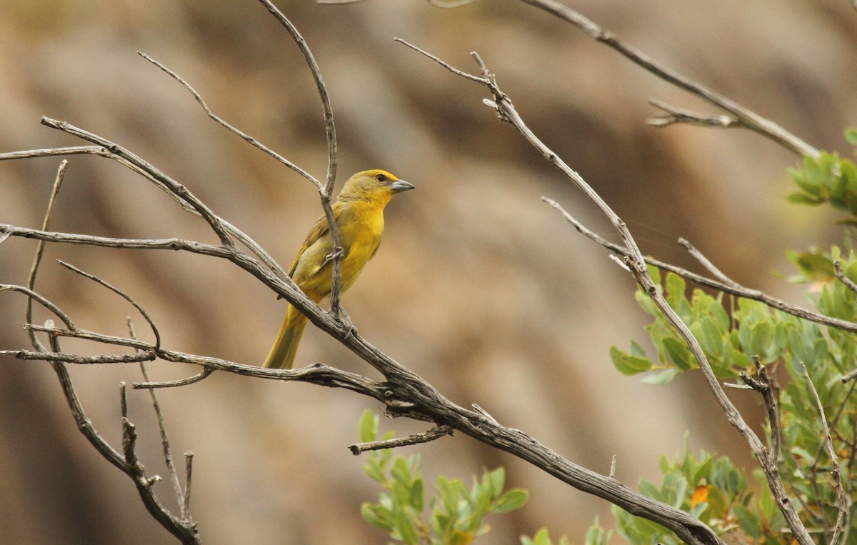 Hepatic Tanager - ML502364041