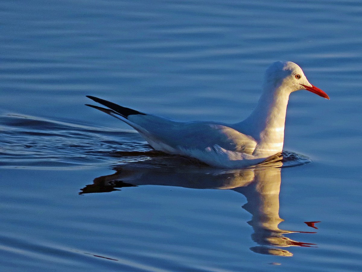 Slender-billed Gull - ML502364121