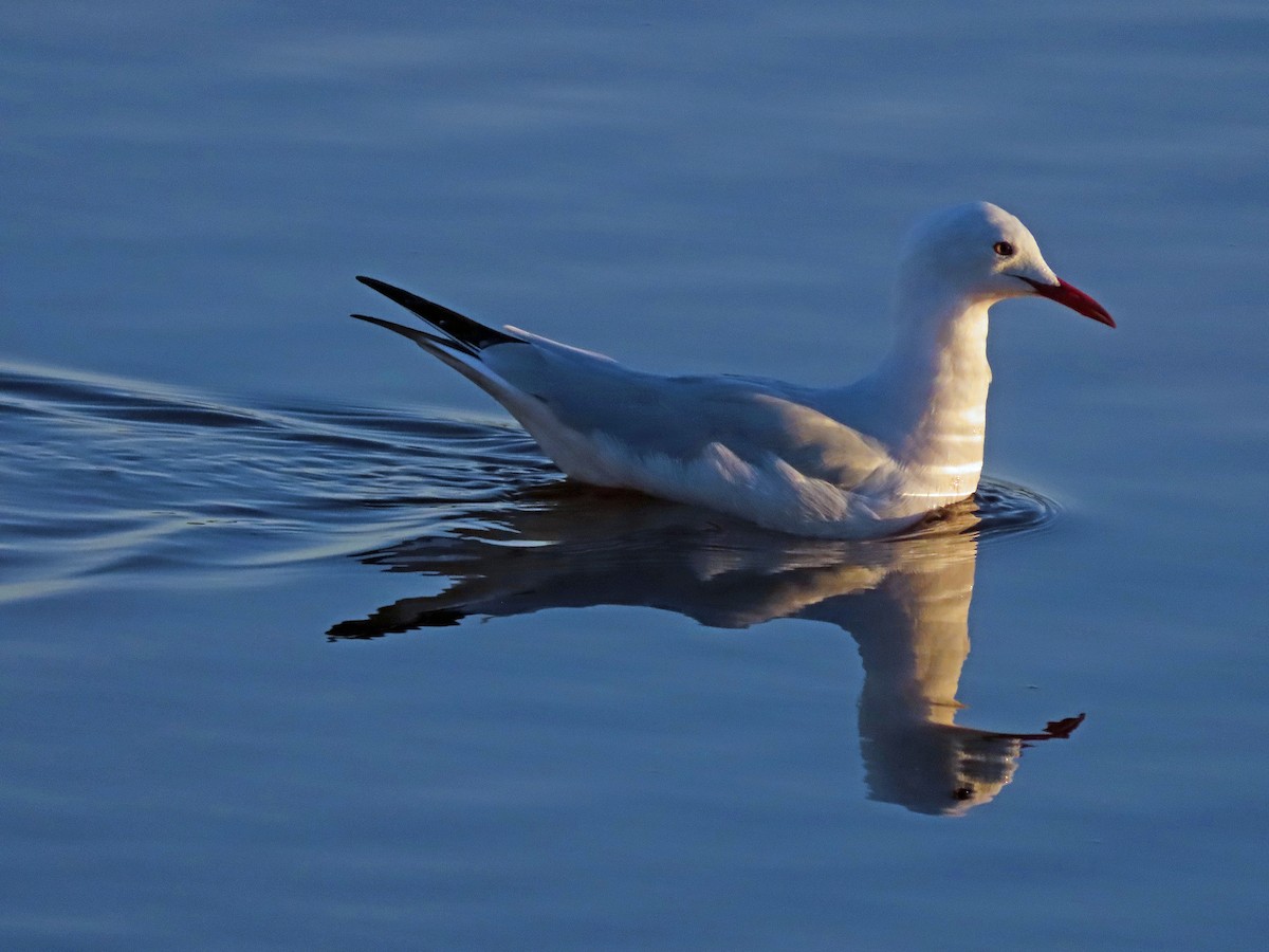 Slender-billed Gull - ML502364131