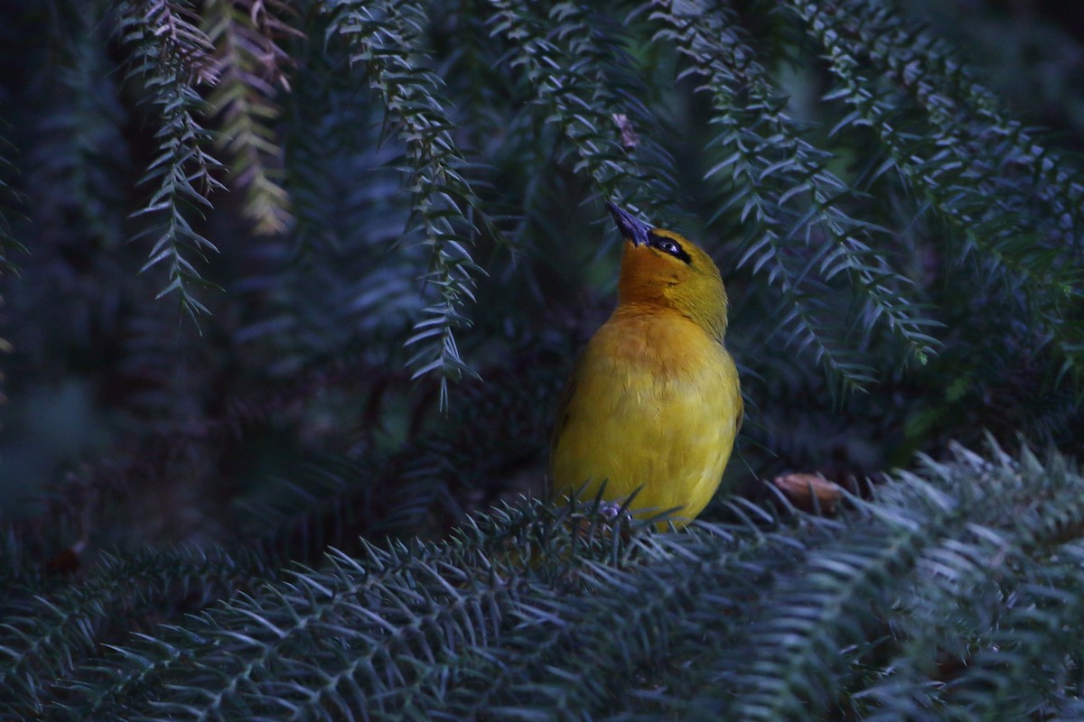 Spectacled Weaver (Yellow-throated) - Ohad Sherer