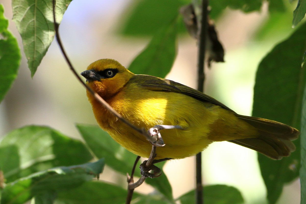 Spectacled Weaver (Yellow-throated) - ML502364181