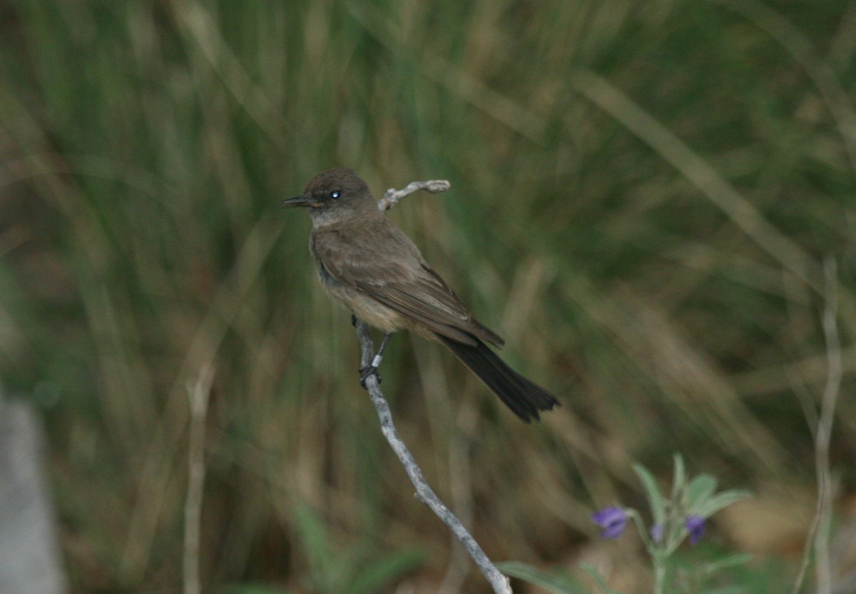 Say's Phoebe - ML50236491