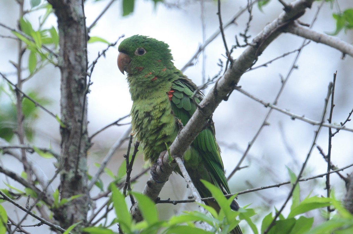 White-eyed Parakeet - ML502365121