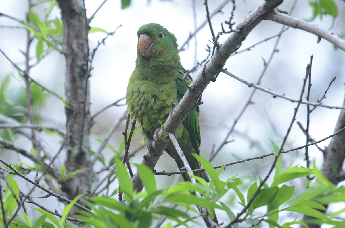 White-eyed Parakeet - ML502365761