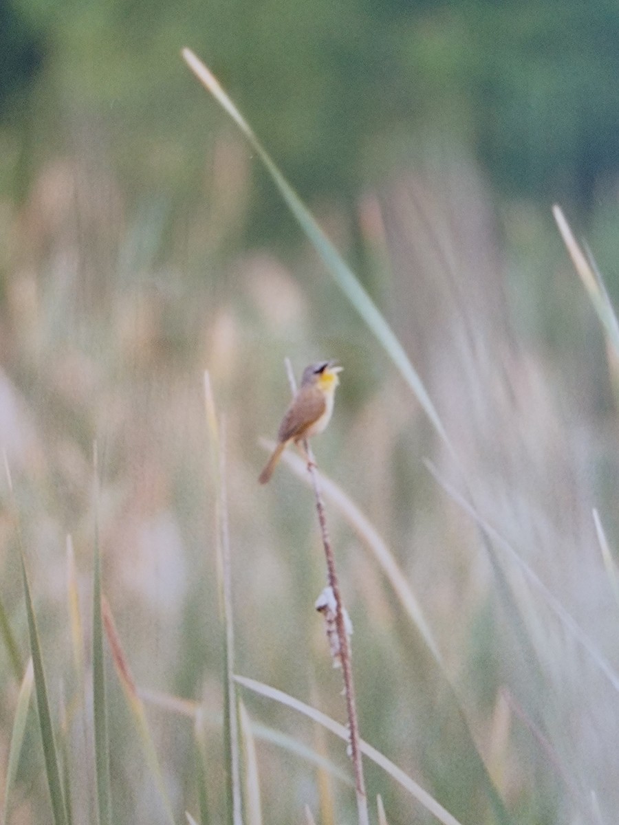 Gray-crowned Yellowthroat - ML502366111