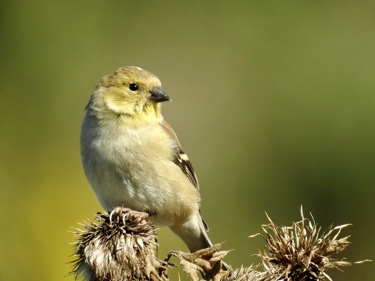 Chardonneret jaune - ML502366581