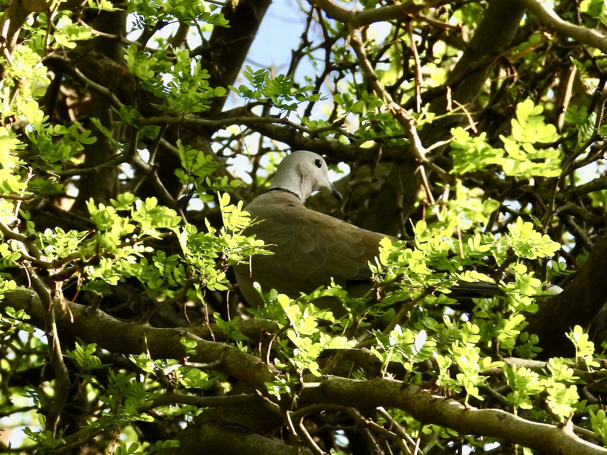 Eurasian Collared-Dove - ML502366791