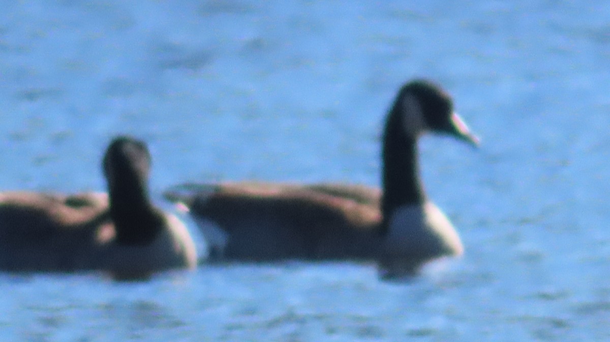 Canada Goose - Gregory Allen