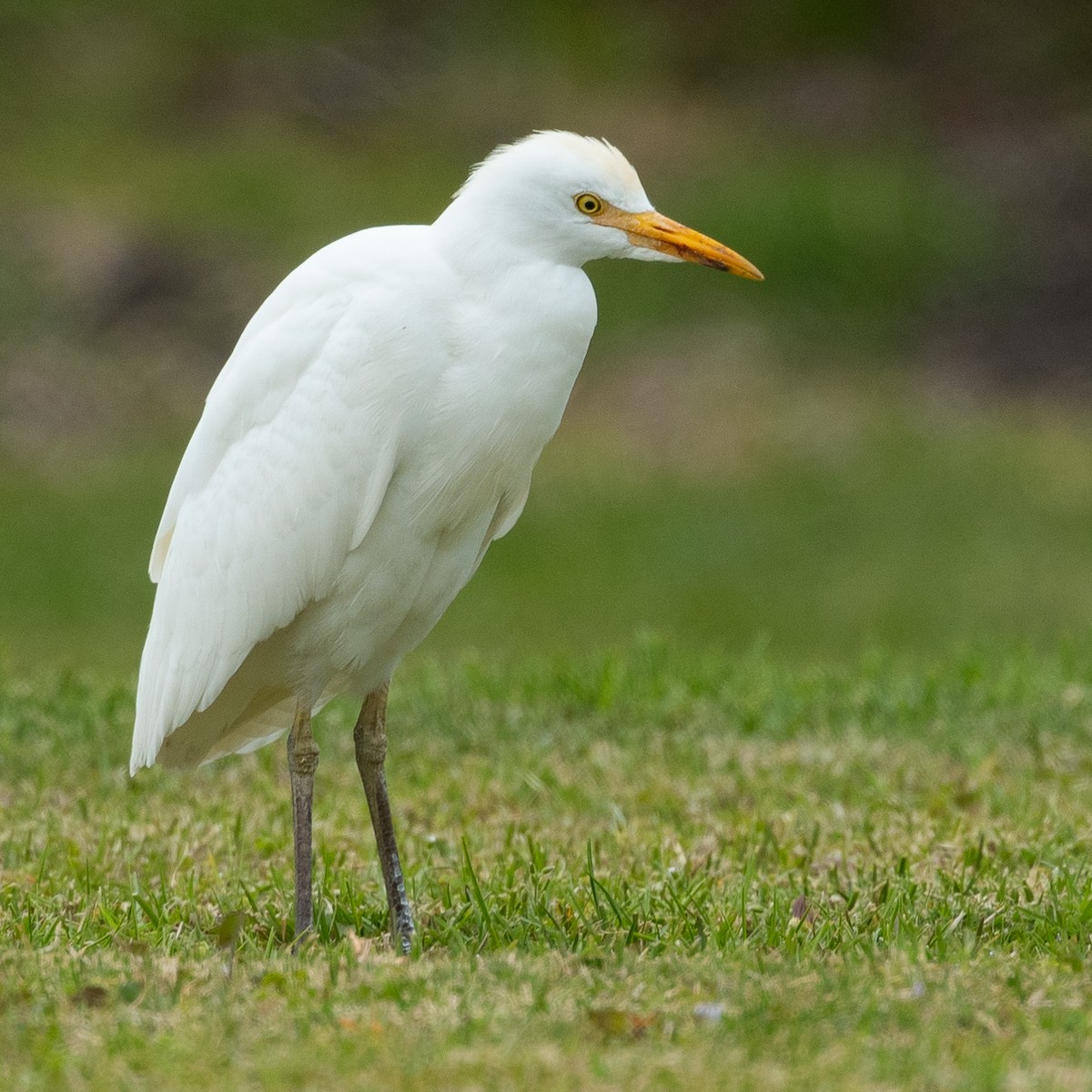 Western Cattle-Egret - Fredrik Bensch Strandin