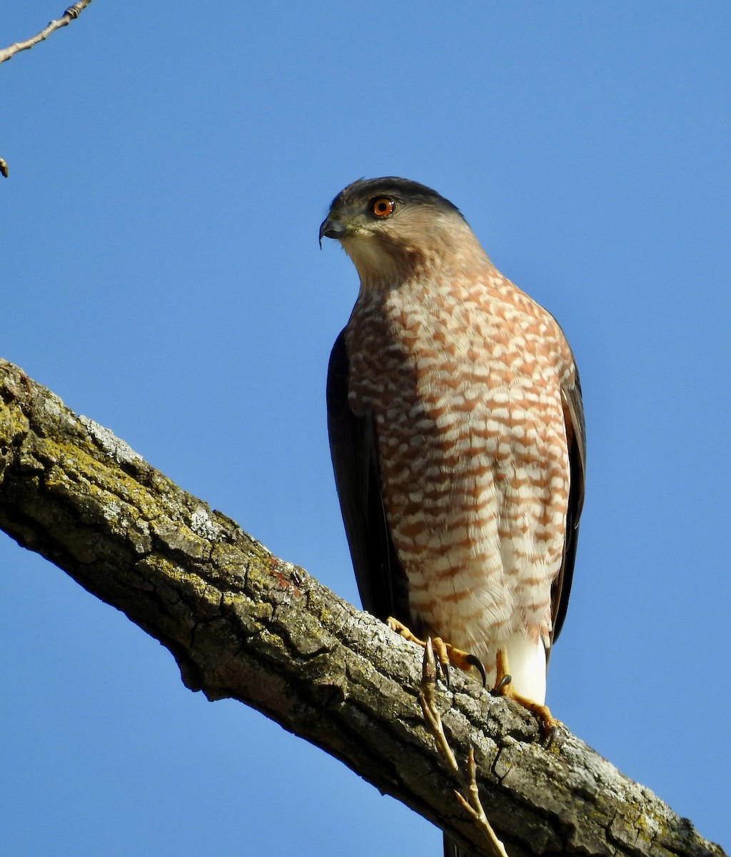 Cooper's Hawk - Uli MacDonald