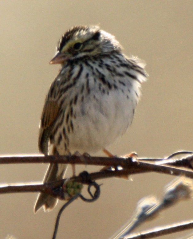 Savannah Sparrow - ML50236781