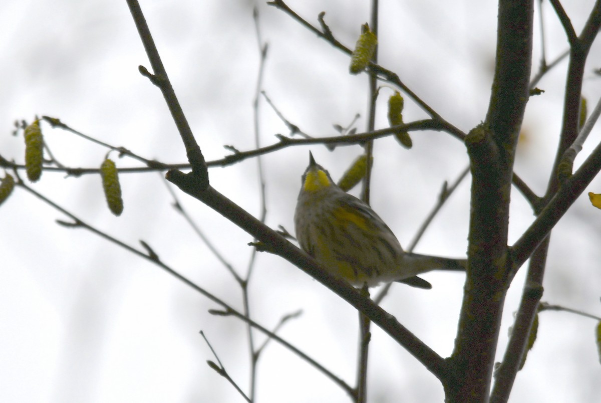 Yellow-rumped Warbler - ML502370741