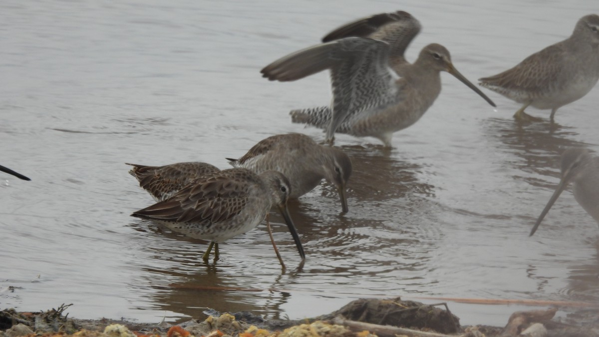Long-billed Dowitcher - ML502372411