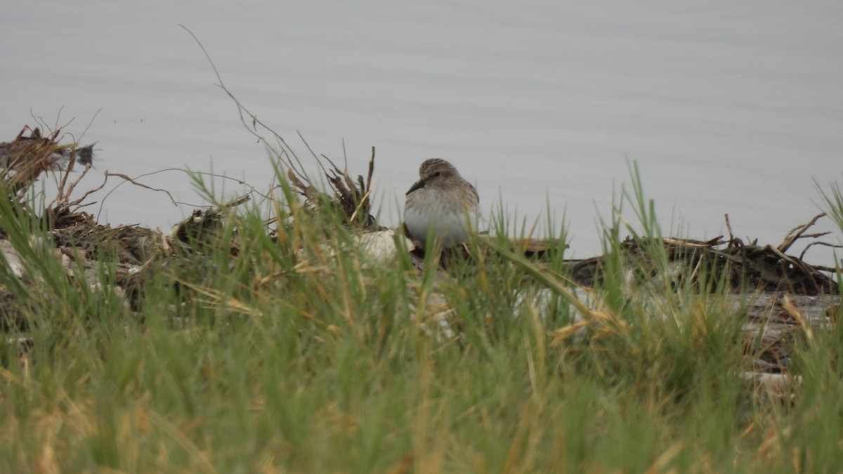 Least Sandpiper - ML502372441