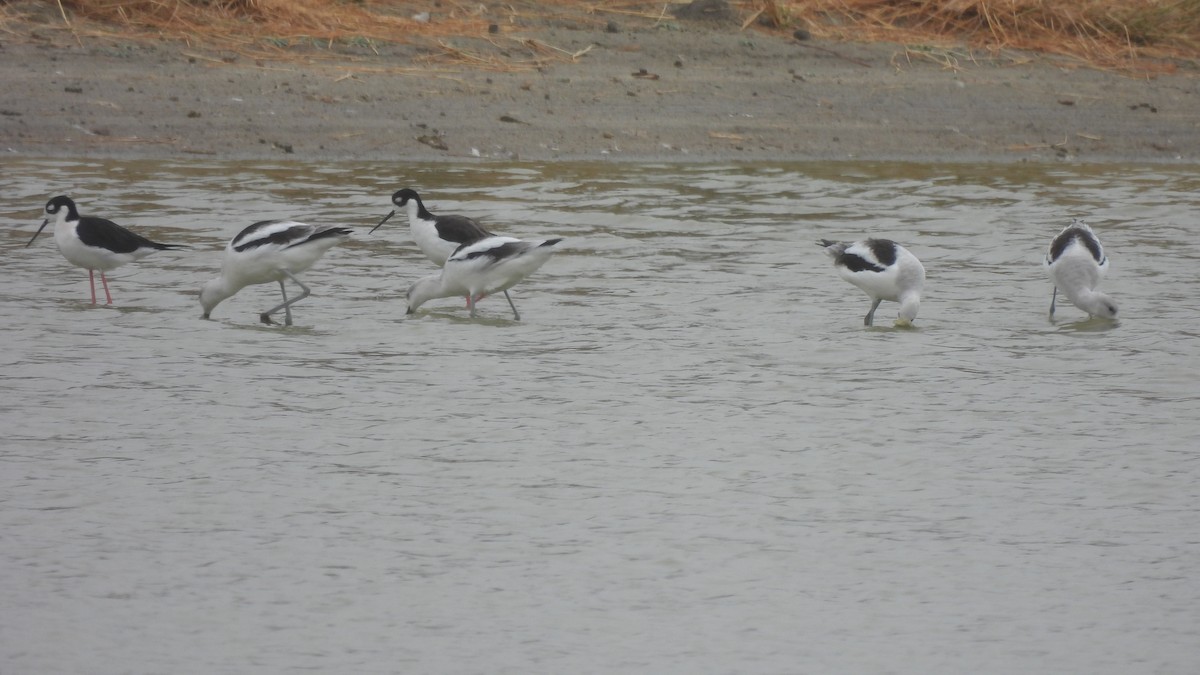 Avocette d'Amérique - ML502373481