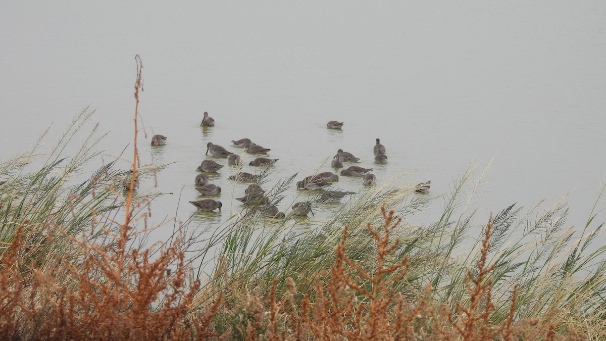 Long-billed Dowitcher - Karen Evans