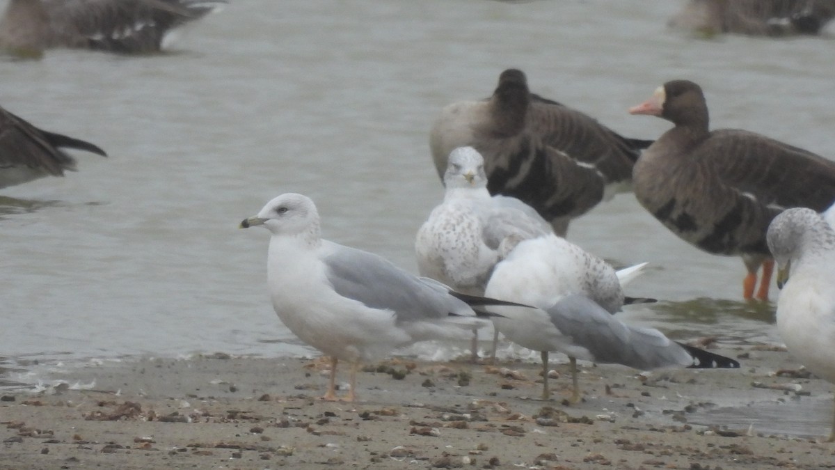 Ring-billed Gull - ML502373561