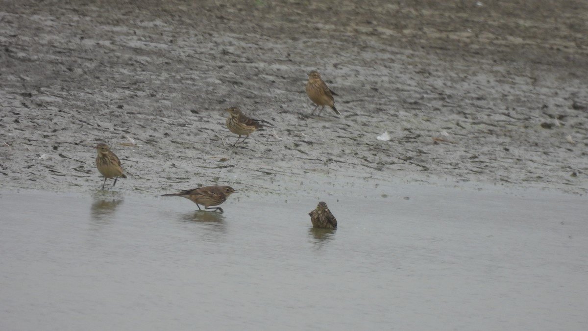 American Pipit - Karen Evans