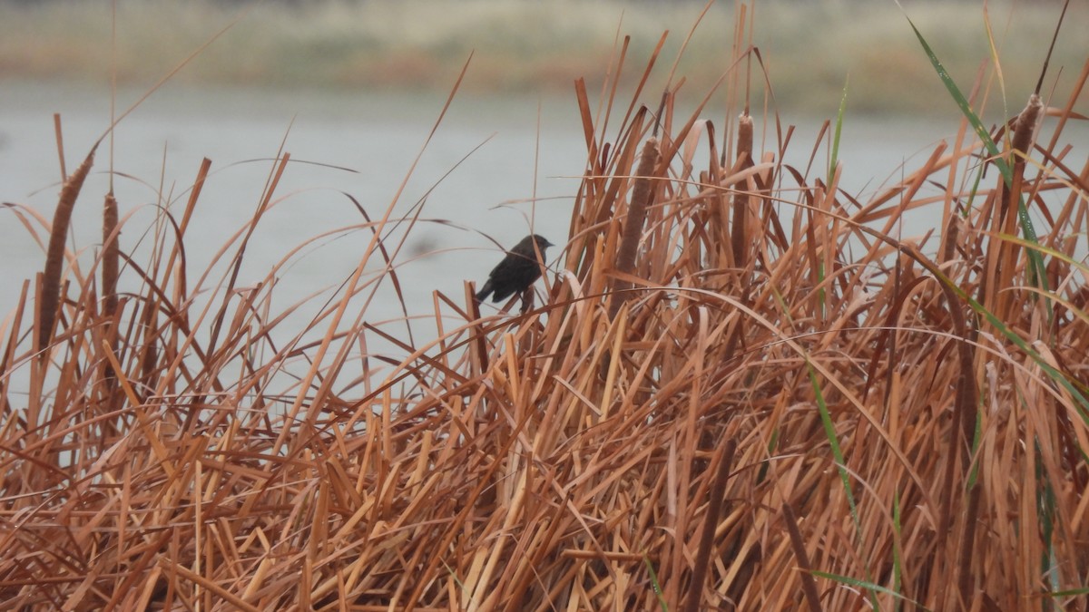 Red-winged Blackbird - ML502373801