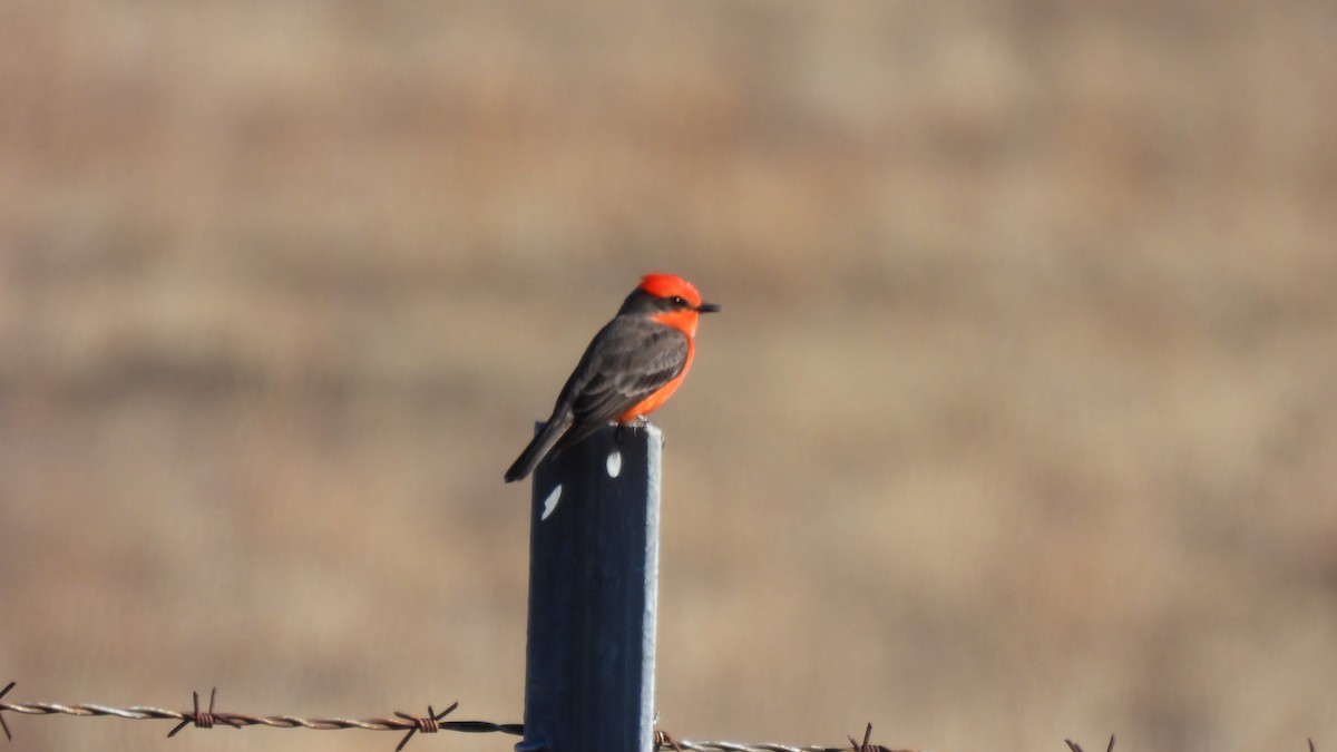 Vermilion Flycatcher - Karen Evans