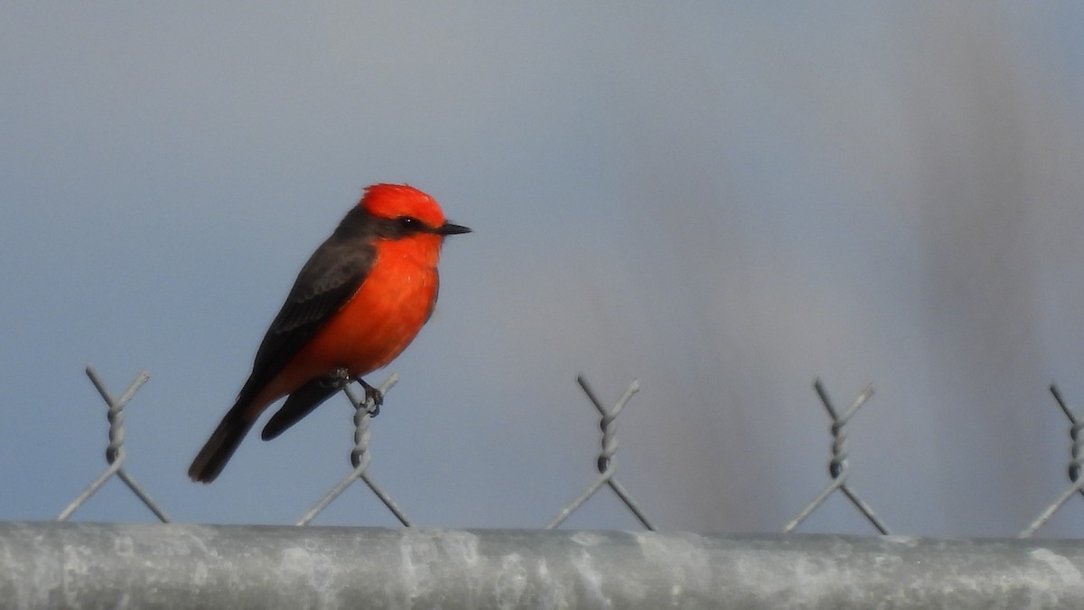 Vermilion Flycatcher - Karen Evans