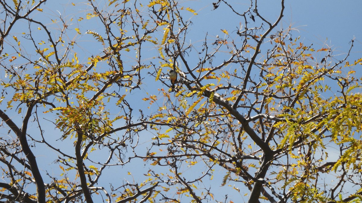 Vermilion Flycatcher - ML502374991