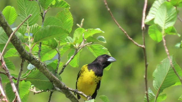 Black-backed Grosbeak - ML502376581