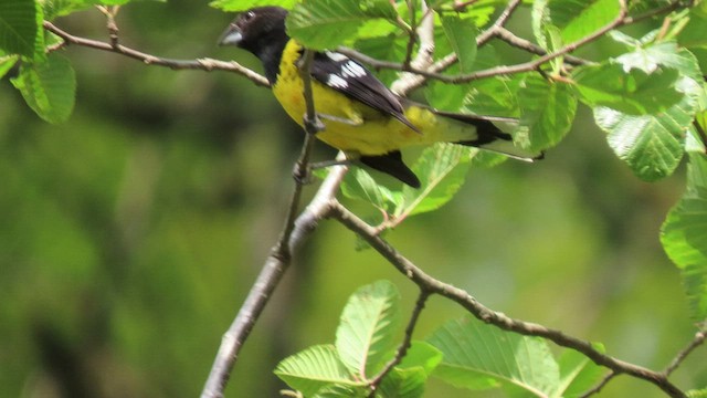 Black-backed Grosbeak - ML502376651