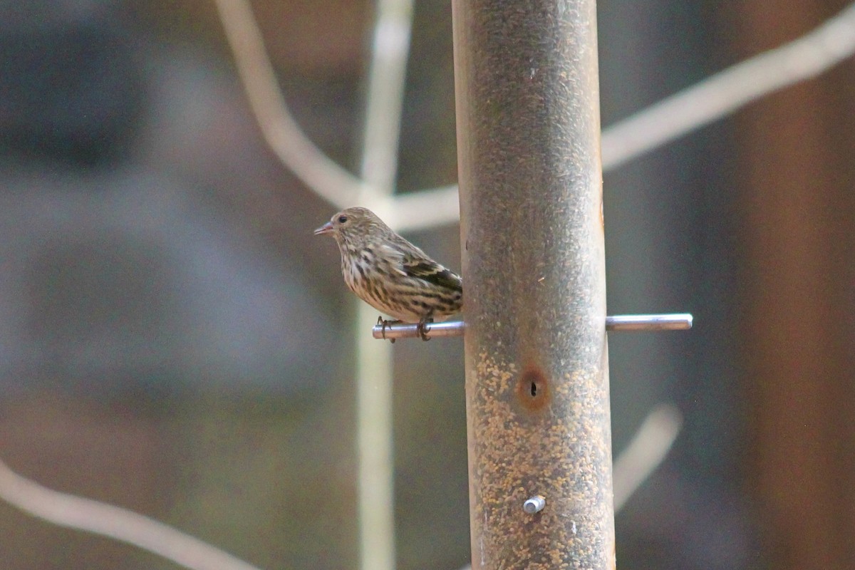 Pine Siskin - ML502377621