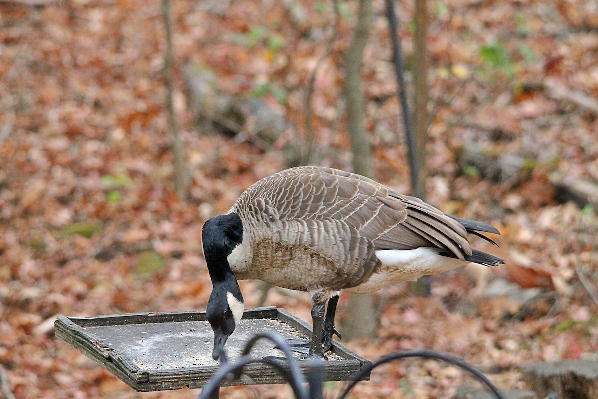 Canada Goose - ML502378011